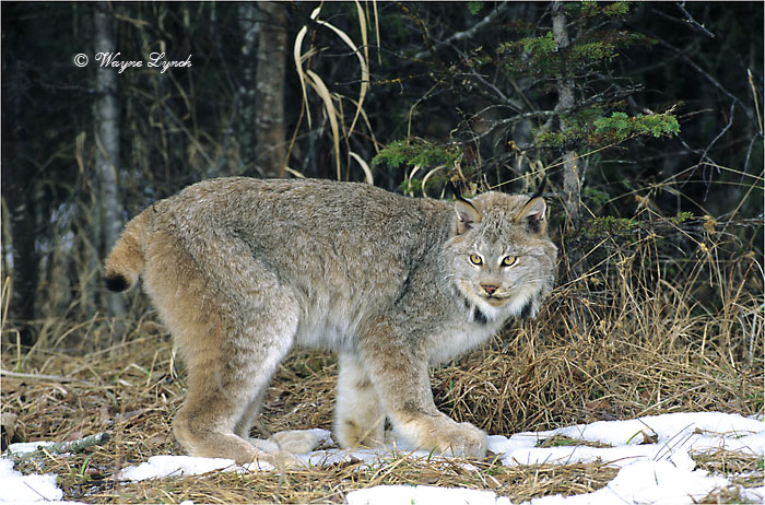 Canada Lynx 106 by Dr. Wayne Lynch &copy;